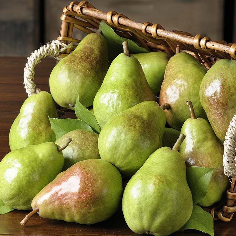 Delicious, juicy, ripe Bartlett pears Great basket of ripe green Bartlett Pears Basket of delicious, juicy, sweet Bartlett pears