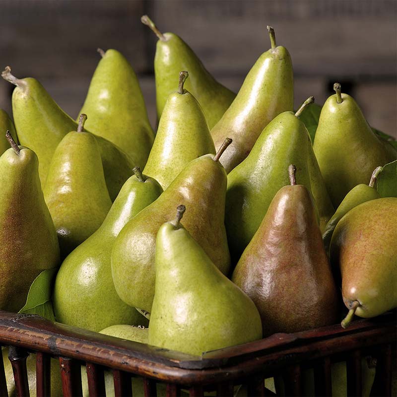 English Concorde Pears