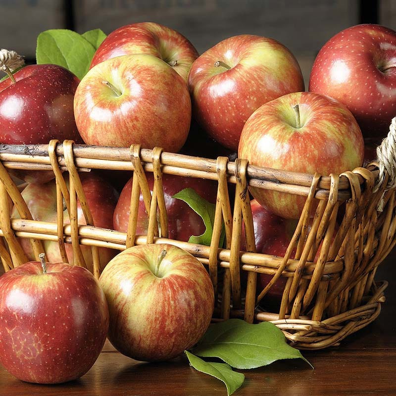 Delicious, sweet-tart Jonagold apples A basket of fresh picked Jonagold Apples