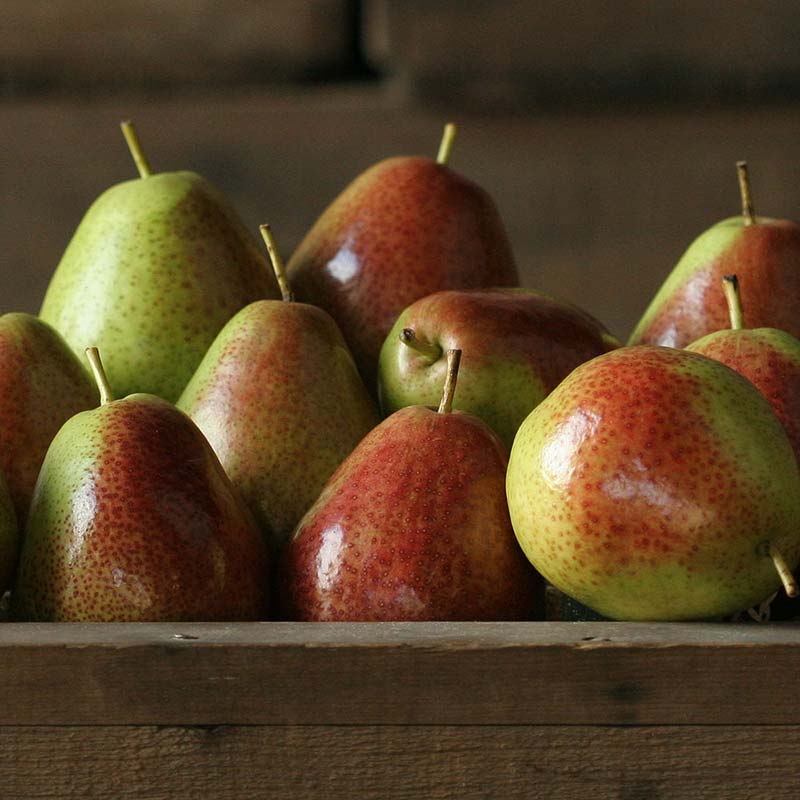 Delicious, sweet, juicy, crunchy, yellow-green Forelle pears Beautiful crate of ripe Forelle Pears Shiny, ripe Forelle Pears