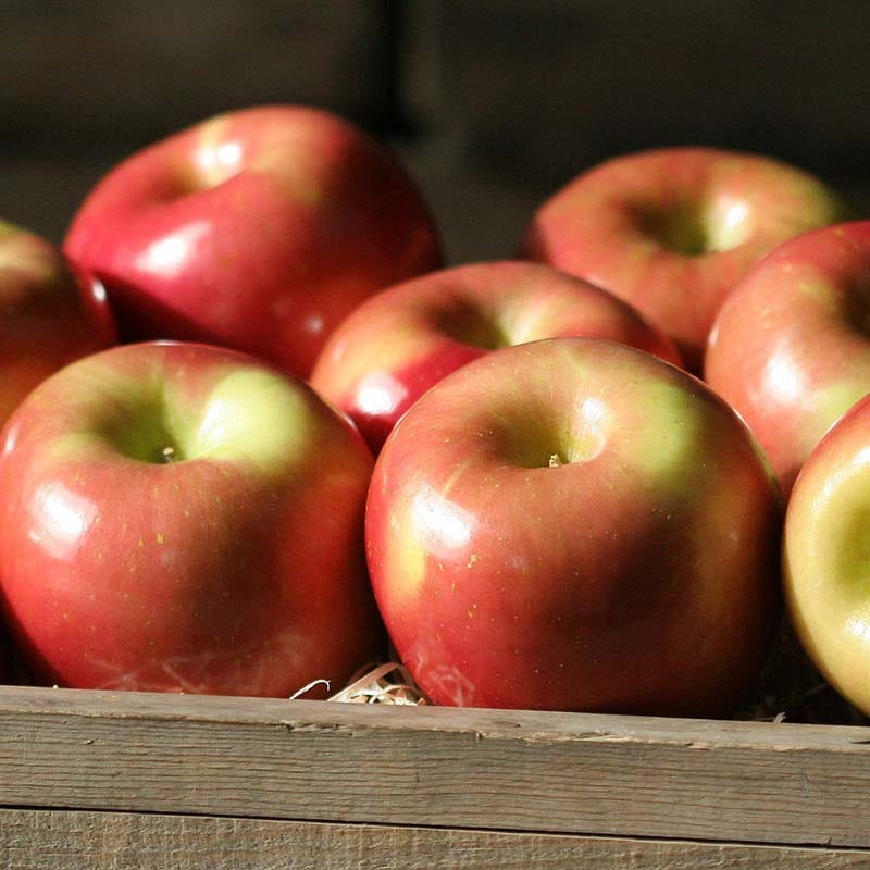 Imperial Fuji Apples from The Fruit Company