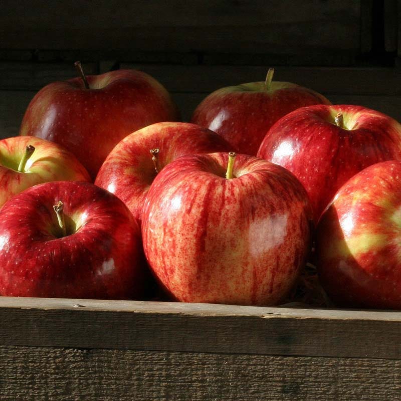 Apples, Gala