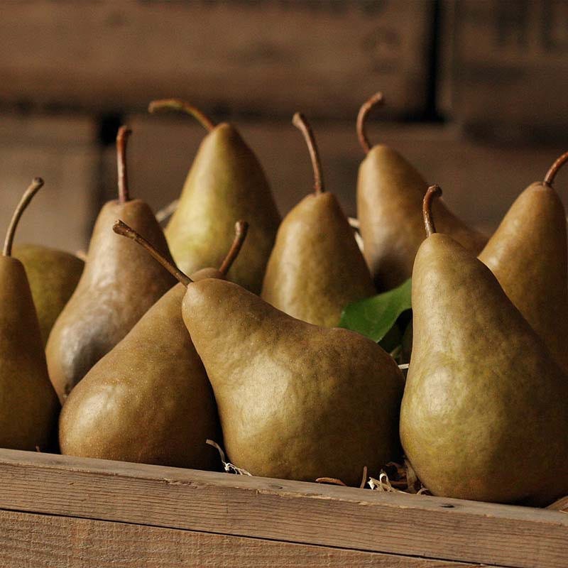 Bosc Pear] Bosc Pears