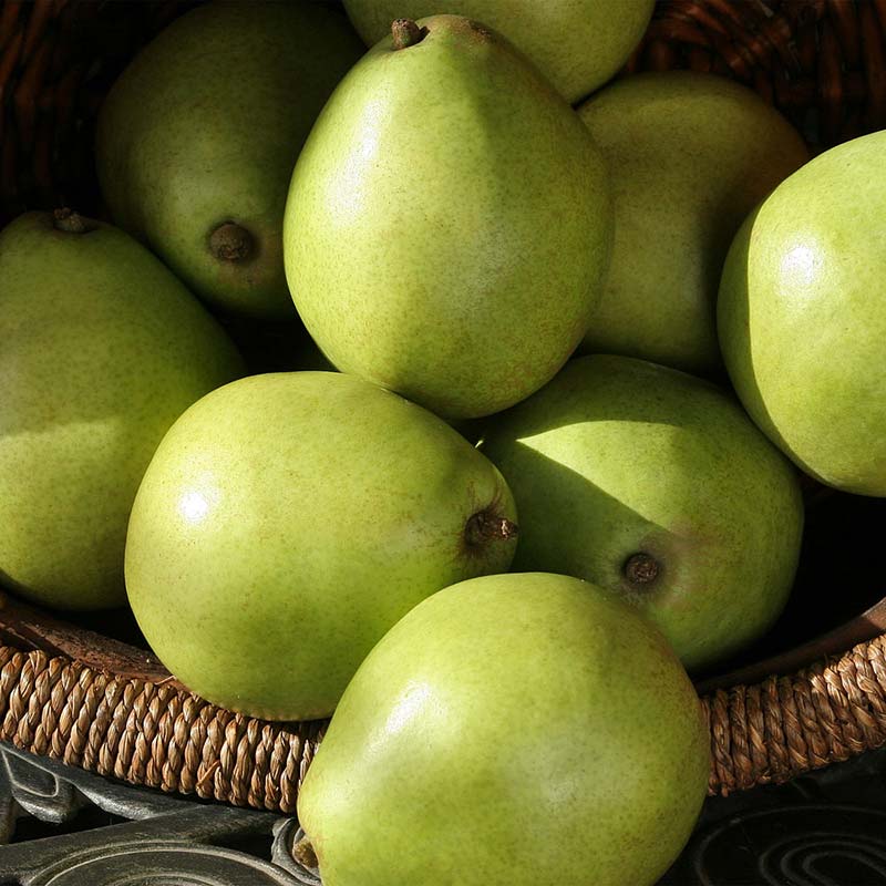 Basket of splendidly green D'anjou Pears Close shot of delicious green anjou pears