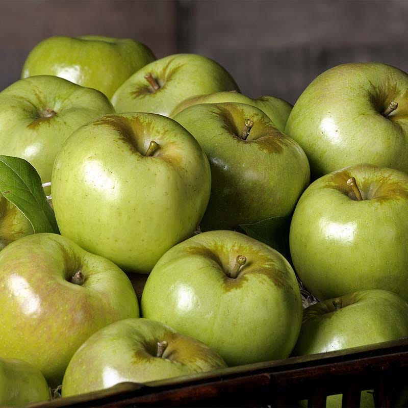 Shiny green Pippin Newton apples Distinctive green Newtown Pippin Apples