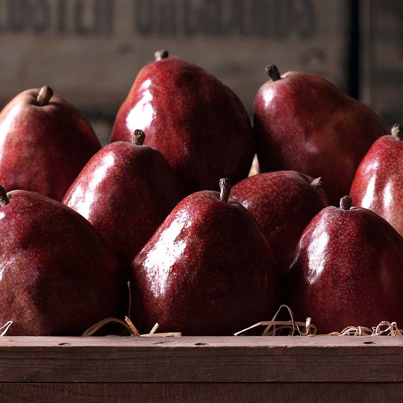 Juicy, sweet, red Anjou pears for snacking A grand basket of fresh red D'anjou Pears