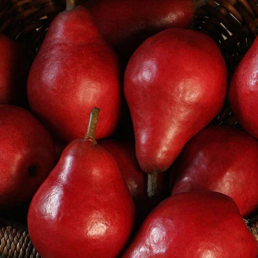 Juicy, sweet, crimson-red pears for a delicious treat Fresh shiny red Starkrimson pears