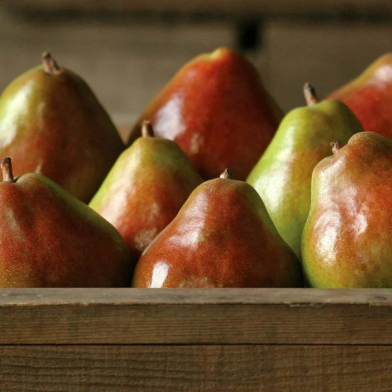 Delicious, juicy, sweet-tart Webster comic pears for a perfect snack Wonderful crate of ripe Webster Comice pears