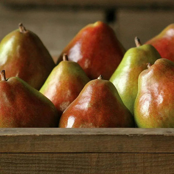Royal Comice Pears - Grand Size - The Fruit Company